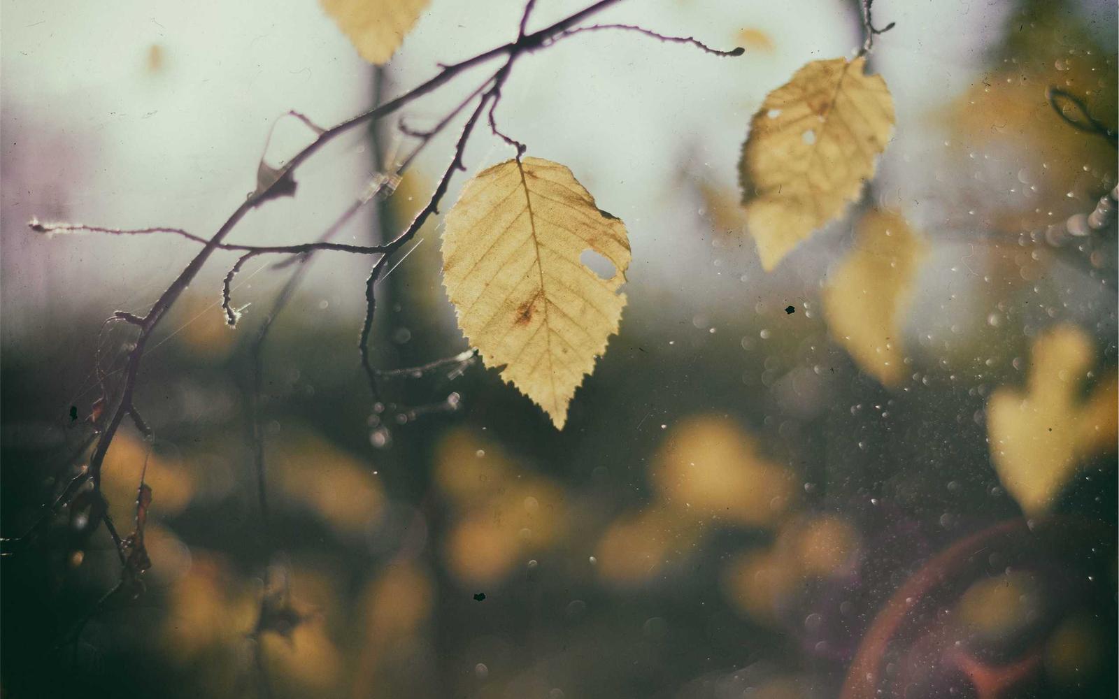 Des feuilles d’automne